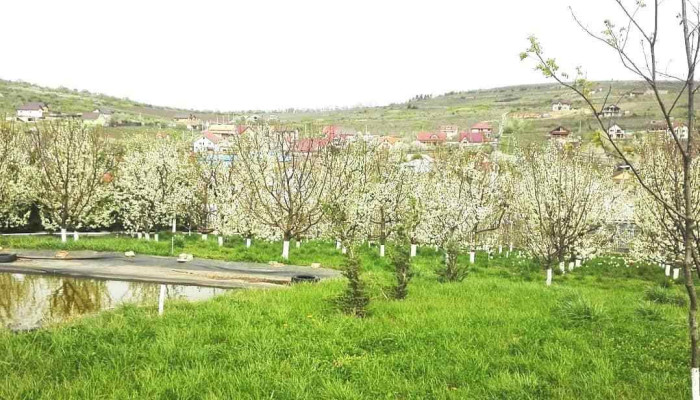 Conacul Goruni -  De La Proprietar - Tomești