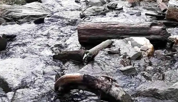 Cormaia Bn -  Videoclipuri - Sângeorz-băi