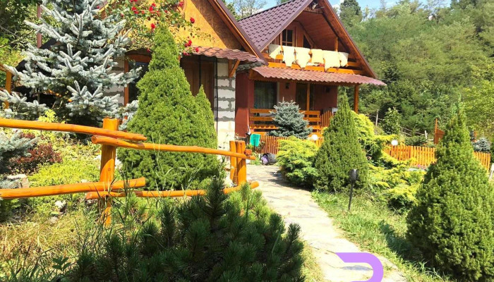 Dâlma lui Chitic - Lupeni 335600