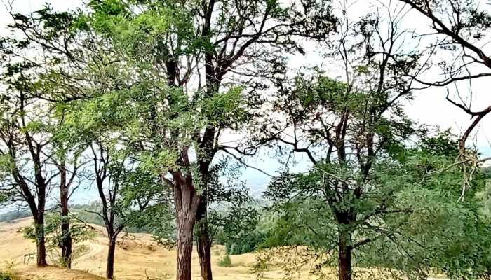 Dealul Matau Comuna Mioarele - Comuna Mioarele