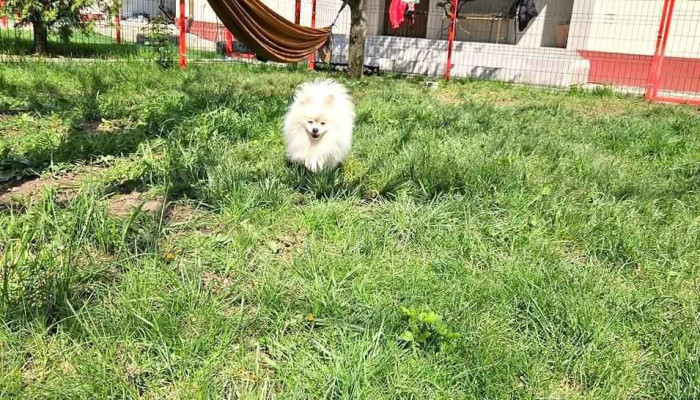 Dog Resort: Acasă cu dresorii - petsitting București - Corbeanca 077067