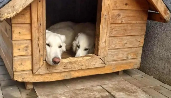 Dog Resort Pensiune Canina - România