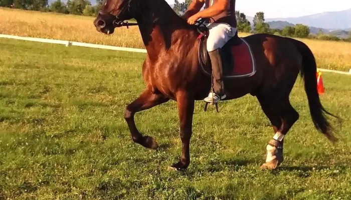 Ferma Jack -  Cal - Bistrița