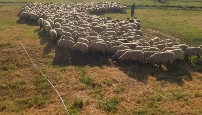 Ferma Oi Raceu -  Unde - Sânnicolau Mare