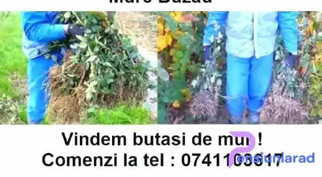 Ferma Tudor -    Mure Si Zmeura De La Proprietar - Vernești