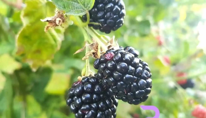 ferma Tudor - mure si zmeura - Vernești