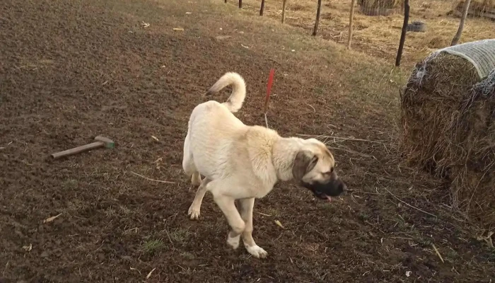 Galsa Cum Să Ajungi Acolo - Galșa