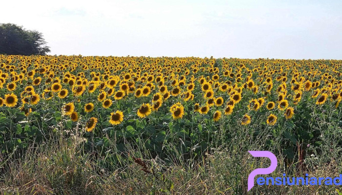 Giarmata -  Comentarii - Giarmata