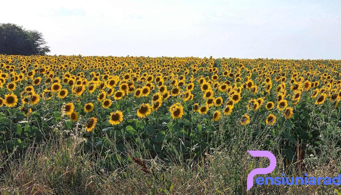 Giarmata - Giarmata