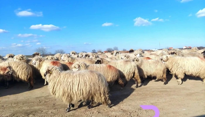 Girisu De Cris Program - Girișu De Criș