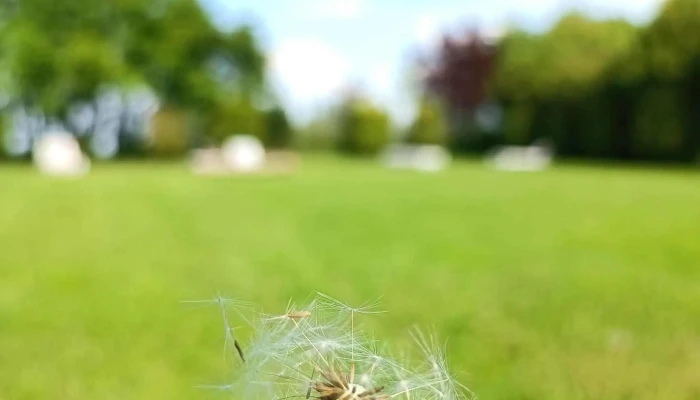 Gradina Termala -  Promoție - Dorobanţi