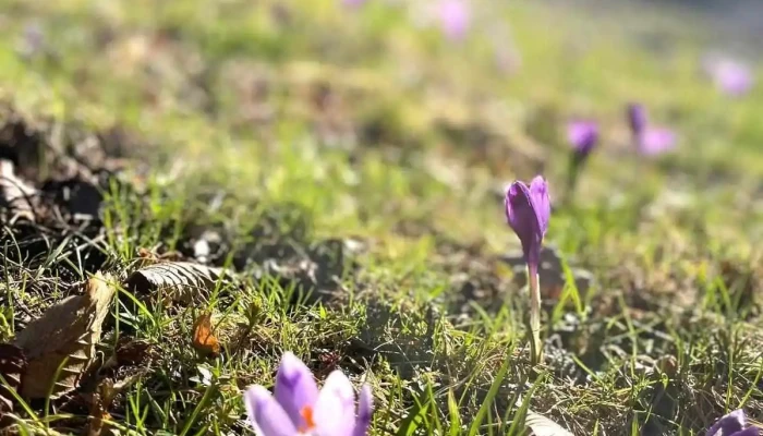 Green Resort Suncuius Cele Mai Recente - Șuncuiuș