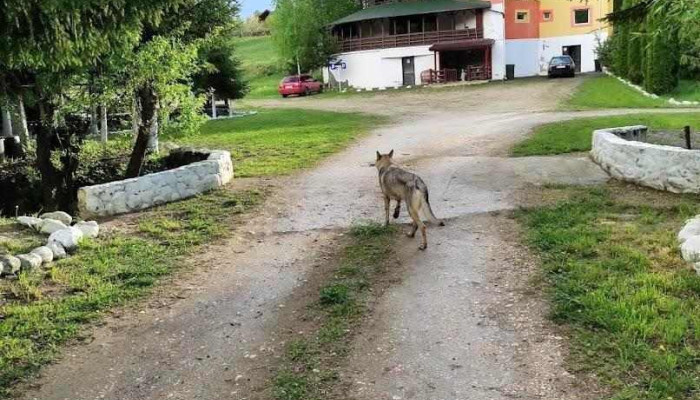 Hanul Lupilor | Wolves Inn - Râșnov