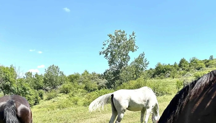 Husar Slanic Riding Centre Număr - Slănic