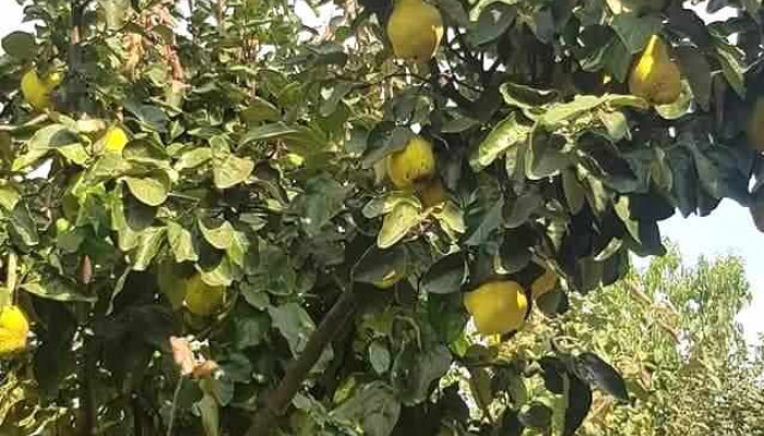 Isvoarele -  Deschis Acum - Isvoarele