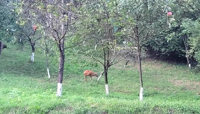 La Hambar -  Deschis Acum - Reșița
