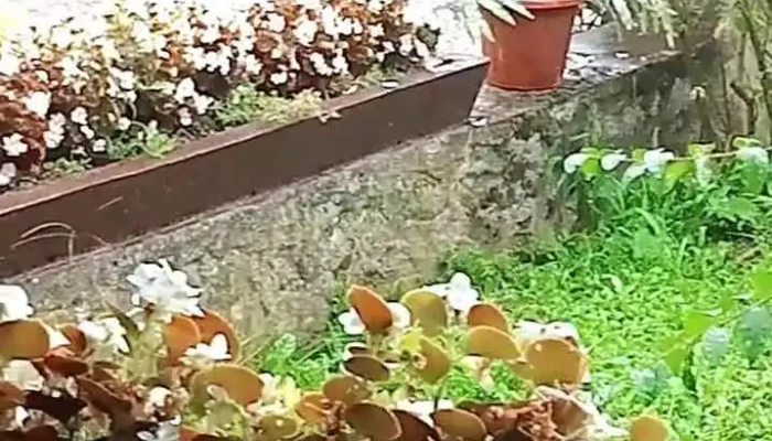 La Hambar -  Videoclipuri - Reșița