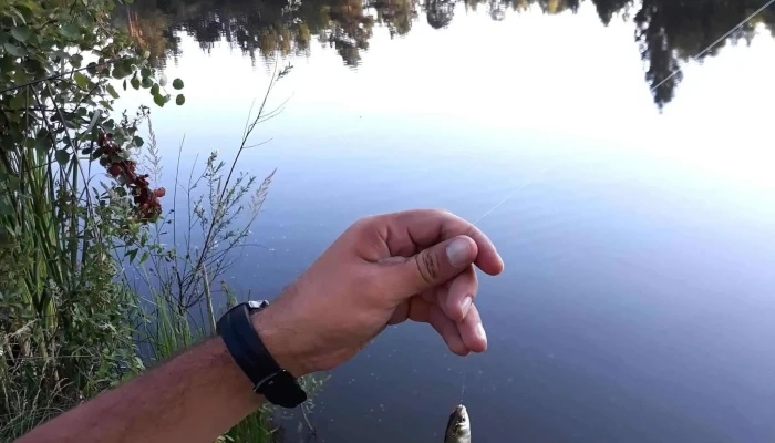 Lacul Boiereasca Modarzau -  Număr - Zemeș