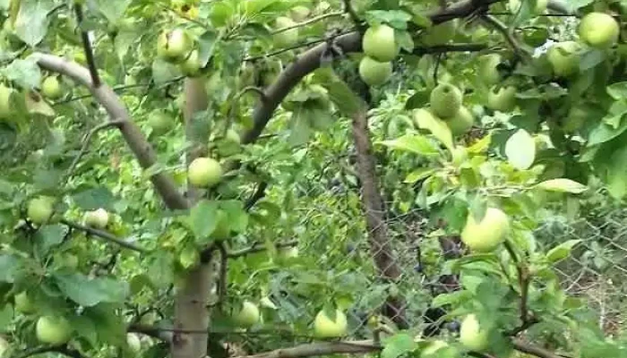 Lămășeni - Lămășeni