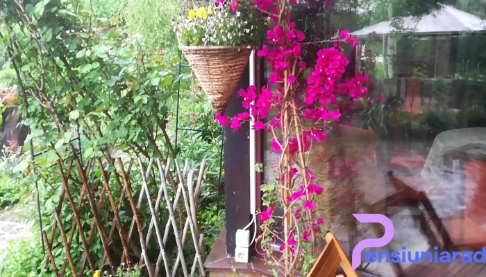 Magic Garden -  De La Vizitatori - Dărmănești
