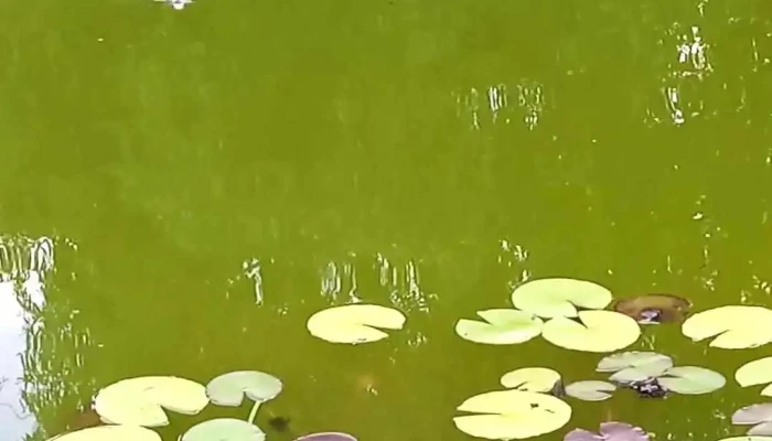 Magic Garden -  Videoclipuri - Dărmănești
