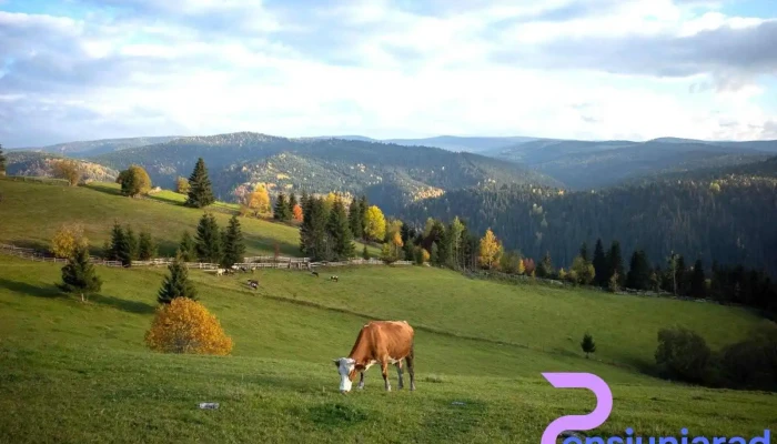 Maguri Munte - Măguri