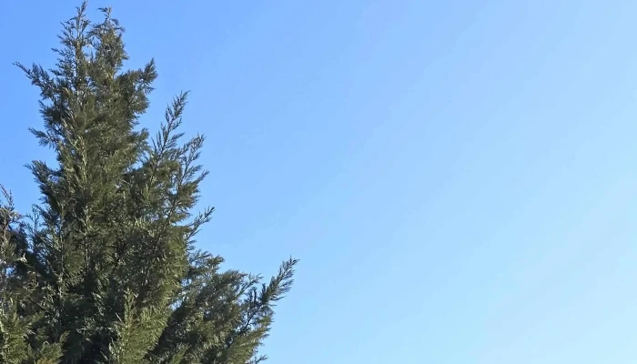 Manastirea Nasterea Sfantului Ioan Botezatorul Valea Teilor Valea Teilor - Valea Teilor