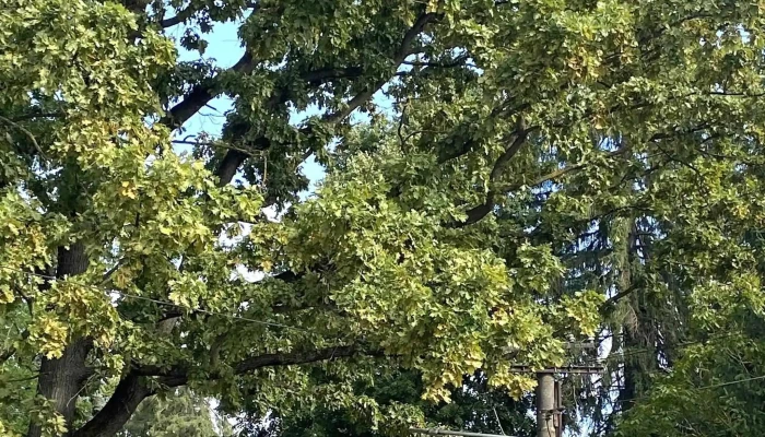 Manastirea Viforata Instagram - Viforâta