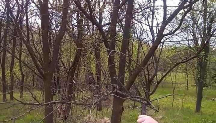 Mazanaesti Videoclipuri - Măzănăești