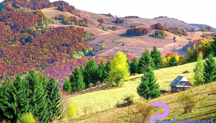 Mogos Adresă - Mogoș