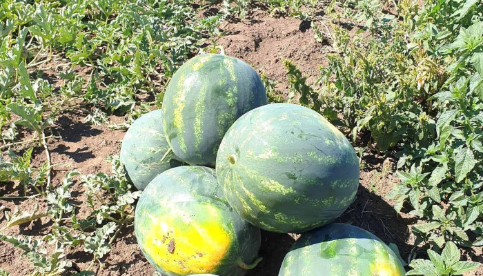 Molnar L Andrei Ii Gradina Lui Andrei -  De La Proprietar - Zimandu Nou
