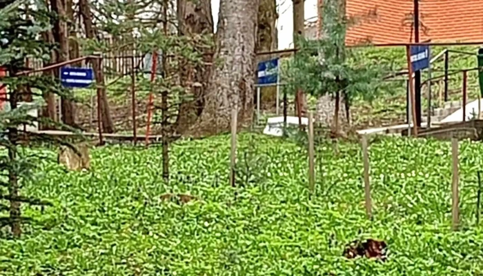 Narcisa -  Aproape De Mine - Bălțătești