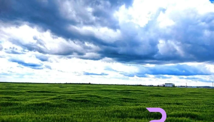 Nedelea - Nedelea