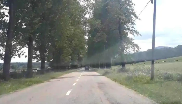 Nemtisor Prețuri - Nemțișor