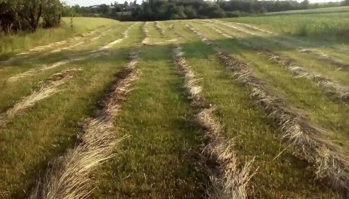 Oarja -  Zonă - Oarja