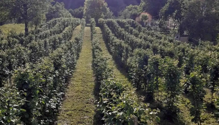 Oestii Ungureni Reduceri - Oeștii Ungureni