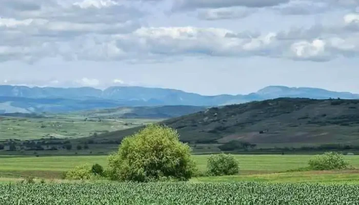 Ohaba - Ohaba