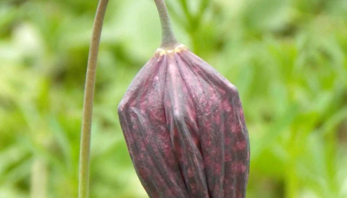 Padurea Zamostea   Lunca Număr - Romania