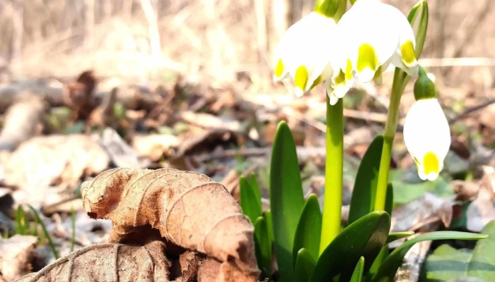 Padurea Zamostea   Lunca Reduceri - Romania