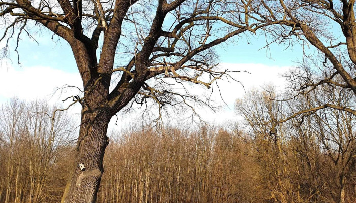 Padurea Zamostea   Lunca Romania - Romania