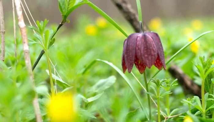 Padurea Zamostea   Lunca Scor - Romania