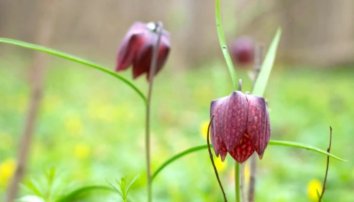 Padurea Zamostea   Lunca Site Web - Romania