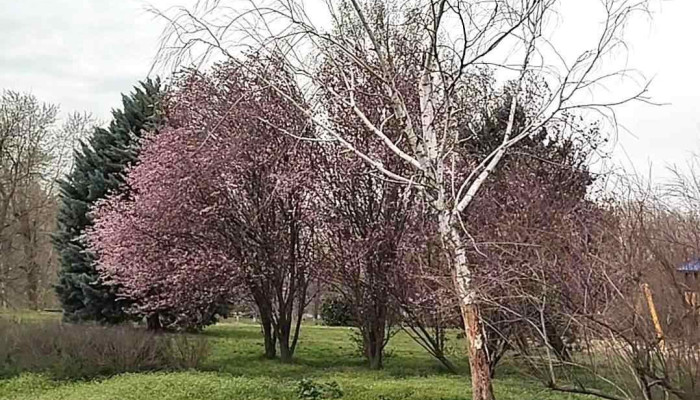 Parcul Bragadiru -  Cele Mai Recente - Bragadiru