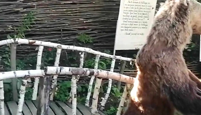 Parcul Tematic Ion Creanga Cum Să Ajungi Acolo - Humulești