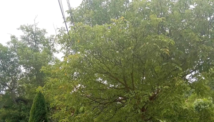Pastravaria Lazuri -  Adresă - Lazuri