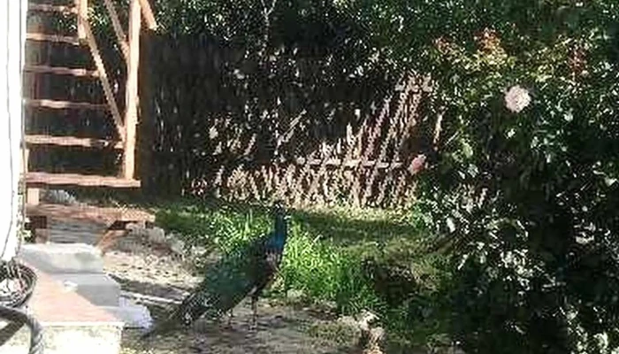 Pensiune -  Han Madaras Deschis Acum - Salonta