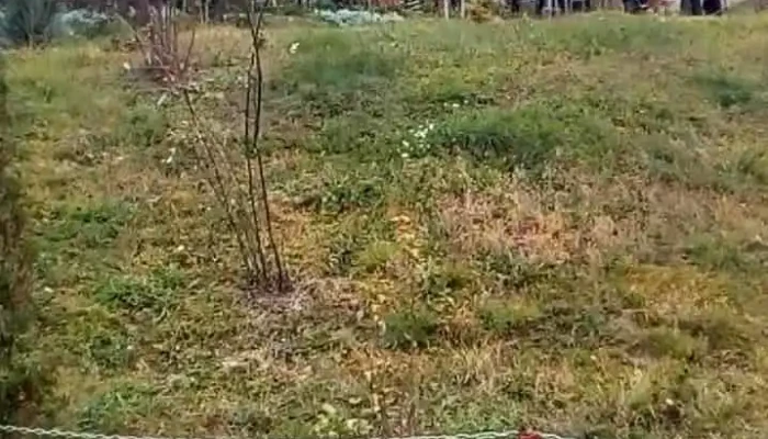 Pensiunea Ana -  Exterior - Girov