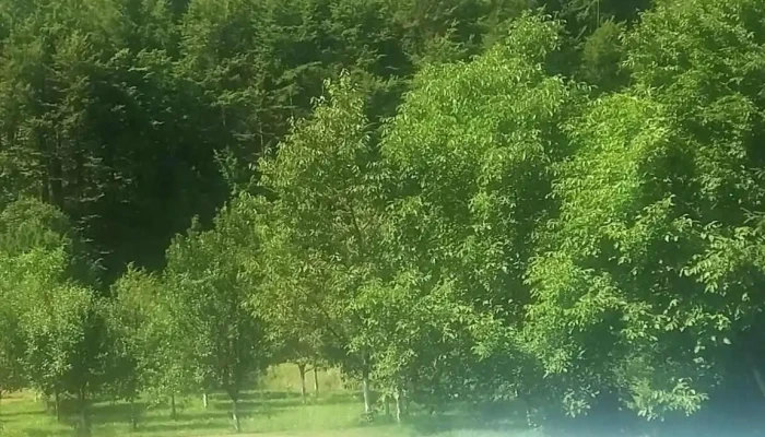 Pensiunea Aventura -  De La Vizitatori - Borlova