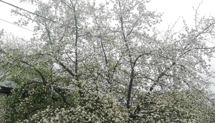 Pensiunea Poiana Luminoasa -  Adresă - Bughea De Jos