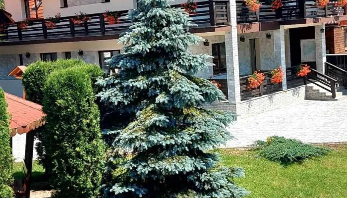 Pensiunea Poienita Apusenilor Albac -  Cele Mai Recente - Albac